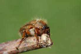 Attēlu rezultāti vaicājumam “Amphimallon solstitiale”