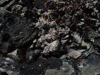 Attēlu rezultāti vaicājumam “Trilophozia quinquedentata”