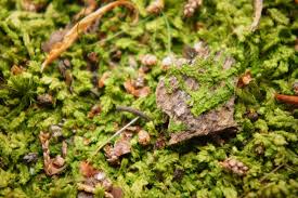 Attēlu rezultāti vaicājumam “Lophocolea”