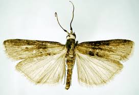 Attēlu rezultāti vaicājumam “Sciota fumella”