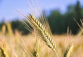 Attēlu rezultāti vaicājumam “Secale cereale”