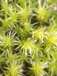 Attēlu rezultāti vaicājumam “Racomitrium canescens”