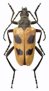 Attēlu rezultāti vaicājumam “Pachyta quadrimaculata”