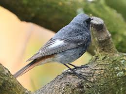 Attēlu rezultāti vaicājumam “Phoenicurus ochruros”