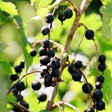 Attēlu rezultāti vaicājumam “Ribes nigrum”