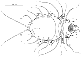 Attēlu rezultāti vaicājumam “Belbodamaeus sp.”