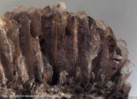 Attēlu rezultāti vaicājumam “Tubifera ferruginosa (subsp. ferruginosa) sessile”