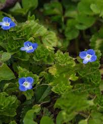 Attēlu rezultāti vaicājumam “Veronica arvensis leaf”