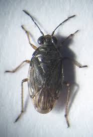 Attēlu rezultāti vaicājumam “Saldula saltatoria”