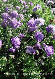 Image result for Scabiosa columbaria
