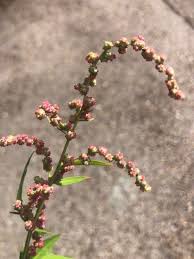 Attēlu rezultāti vaicājumam “Atriplex patula fruit”