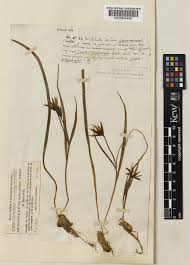 Attēlu rezultāti vaicājumam “Gagea pratensis”