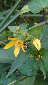 Attēlu rezultāti vaicājumam “Lysimachia vulgaris”