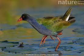 Image result for Porphyrio alleni