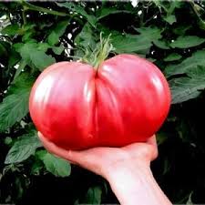 Afbeeldingsresultaat voor crnkovic yugoslavian tomato