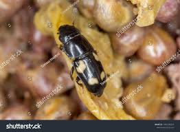 Attēlu rezultāti vaicājumam “Glischrochilus quadripunctatus”