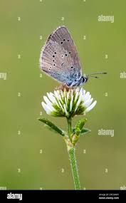 Attēlu rezultāti vaicājumam “Cyaniris semiargus underside”