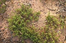 Attēlu rezultāti vaicājumam “Scleranthus perennis bud”