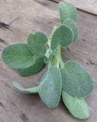 Attēlu rezultāti vaicājumam “Salvia officinalis”