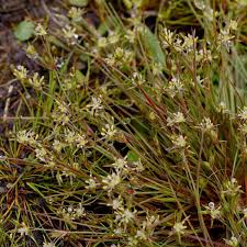 Attēlu rezultāti vaicājumam “Juncus bufonius fruit”