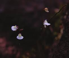 Attēlu rezultāti vaicājumam “Utricularia x neglecta flower”