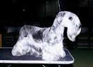 Cesky Terrier Breed Standard Tutorial