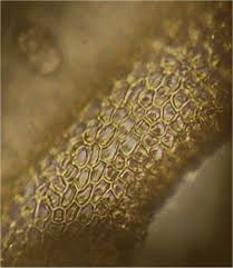 Attēlu rezultāti vaicājumam “Hygroamblystegium tenax”