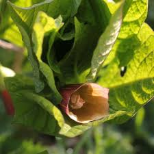 Attēlu rezultāti vaicājumam “Scopolia carniolica leaf”