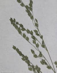 Attēlu rezultāti vaicājumam “Glyceria striata fruit”