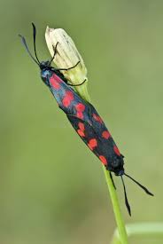 Attēlu rezultāti vaicājumam “Zygaena sp.”