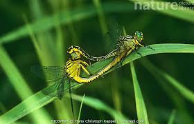 Attēlu rezultāti vaicājumam “Gomphus flavipes”