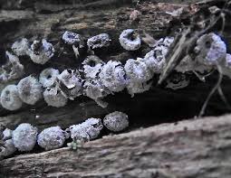 Attēlu rezultāti vaicājumam “Diderma radiatum young”