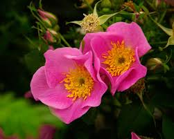 Attēlu rezultāti vaicājumam “Rosa glauca flower”