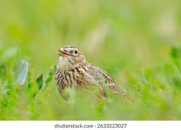 Image result for Alauda arvensis