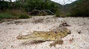Image result for Crocodylus acutus