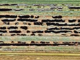 Attēlu rezultāti vaicājumam “Puccinia urticata”