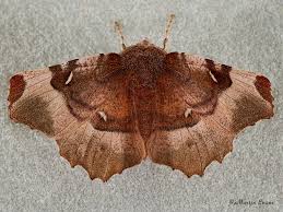 Attēlu rezultāti vaicājumam “Selenia tetralunaria”