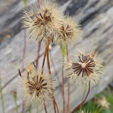 Attēlu rezultāti vaicājumam “Jamesoniella autumnalis sporophyte”