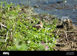 Attēlu rezultāti vaicājumam “Gallinago gallinago nest”