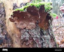 Attēlu rezultāti vaicājumam “Phellinus chrysoloma”
