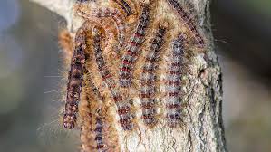 Attēlu rezultāti vaicājumam “Lymantria dispar larva”