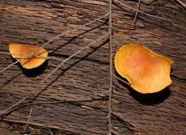 Attēlu rezultāti vaicājumam “Gymnopilus sapineus”