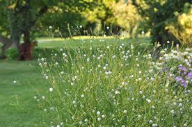 Image result for Succisella inflexa