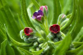 Attēlu rezultāti vaicājumam “Pulmonaria obscura bud”