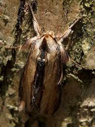 Attēlu rezultāti vaicājumam “Shargacucullia scrophulariae”