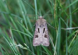 Attēlu rezultāti vaicājumam “Agrotis exclamationis”