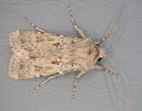 Attēlu rezultāti vaicājumam “Agrotis ripae”