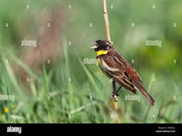Image result for Emberiza aureola