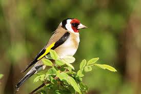 Attēlu rezultāti vaicājumam “Carduelis carduelis”