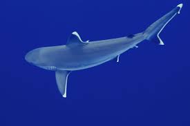 Image result for Carcharhinus albimarginatus